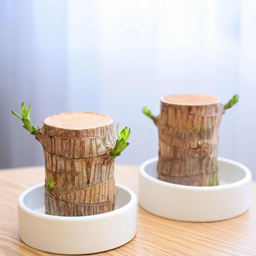 Lucky Bamboo Plant Decorative Pot Air Purification